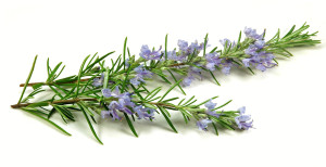 Rosemary flowers